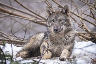 Le Valais a supprimé 27 loups qui vivaient sur son territoire (photo d'illustration) KEYSTONE/MICHAEL BUHOLZER